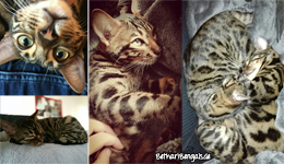 Katzenzucht Bengal